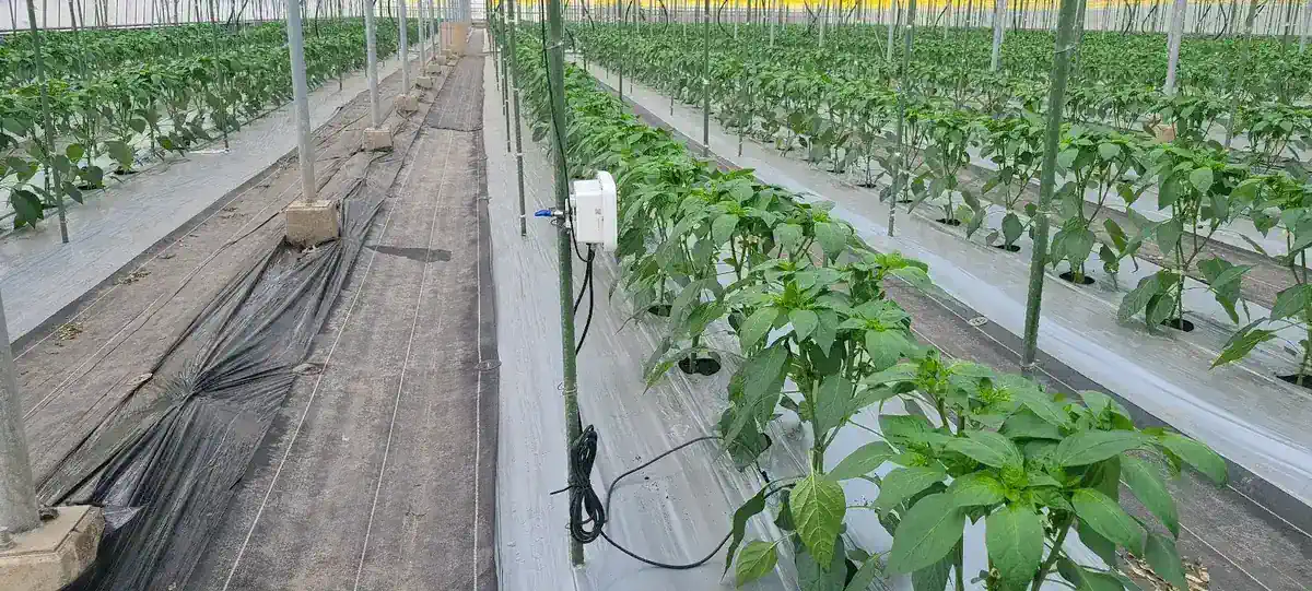 CropWatch sensor monitoring a commercial pepper greenhouse